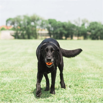 Chuckit Atmen Rechts Holen Ball Orange